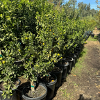 Fukushu Kumquat