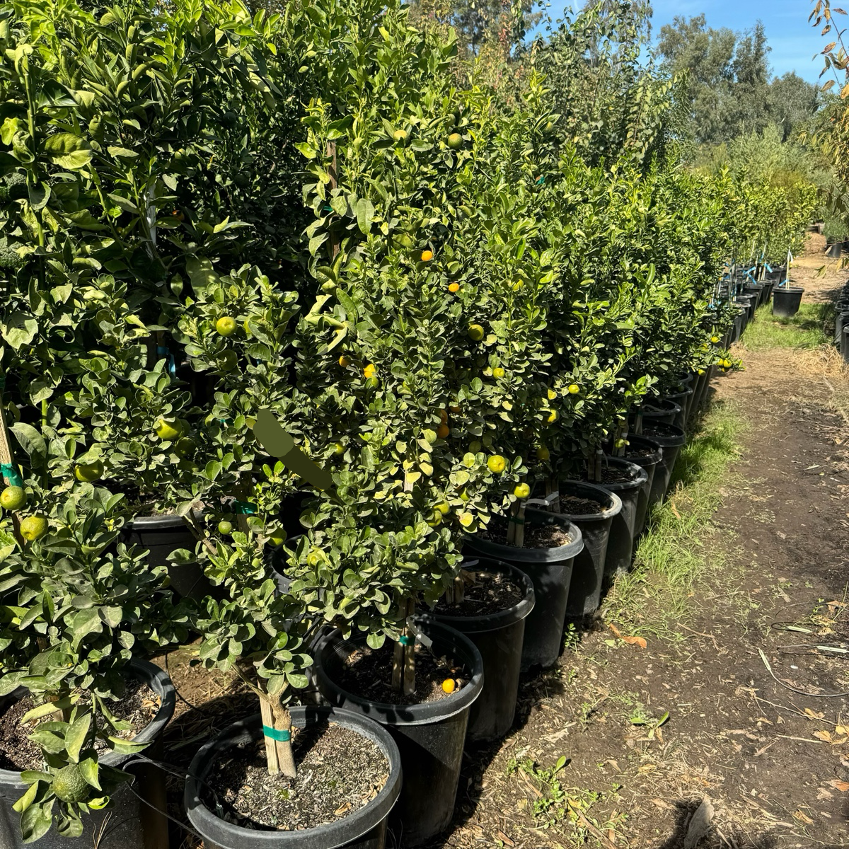 Fukushu Kumquat