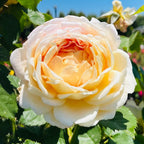 Fun In The Sun Grandiflora Rose