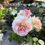 Fun In The Sun Grandiflora Rose