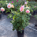 Fun In The Sun Grandiflora Rose
