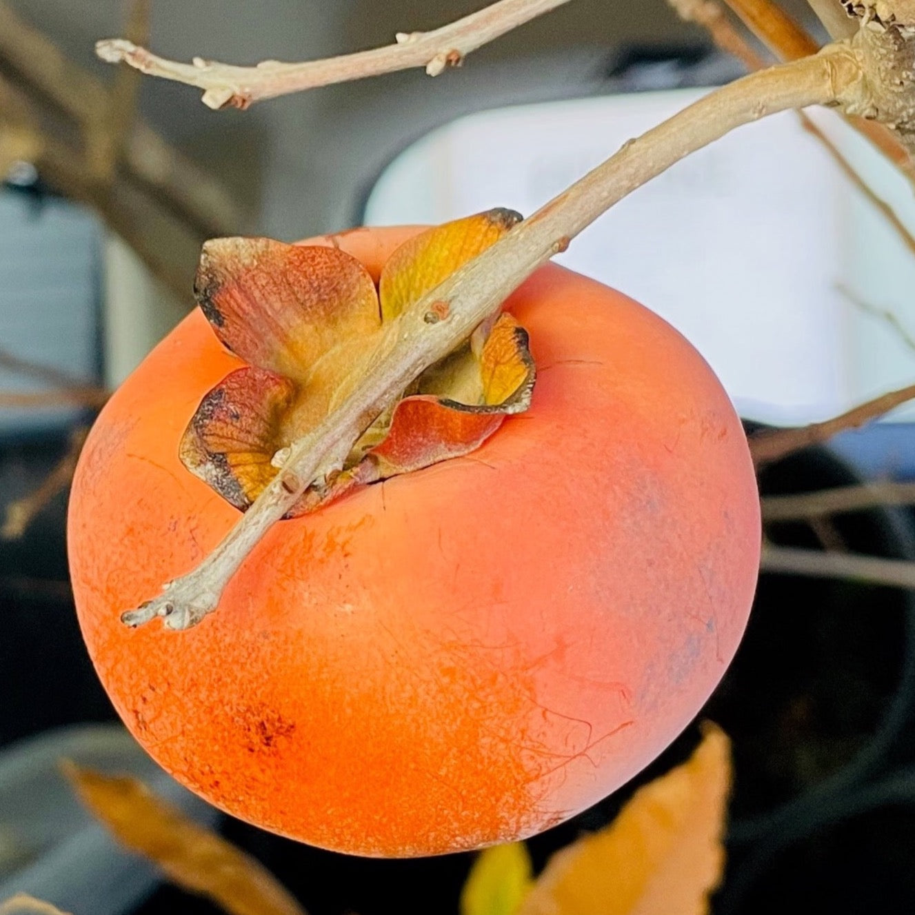 Orange Fuyu Asian Persimmon with a stem on a branch against a blurred background
