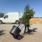 Person pushing a dolly with a 20 gallon potted Fuyu Asian Persimmon plant towards a white van on a sunny day.