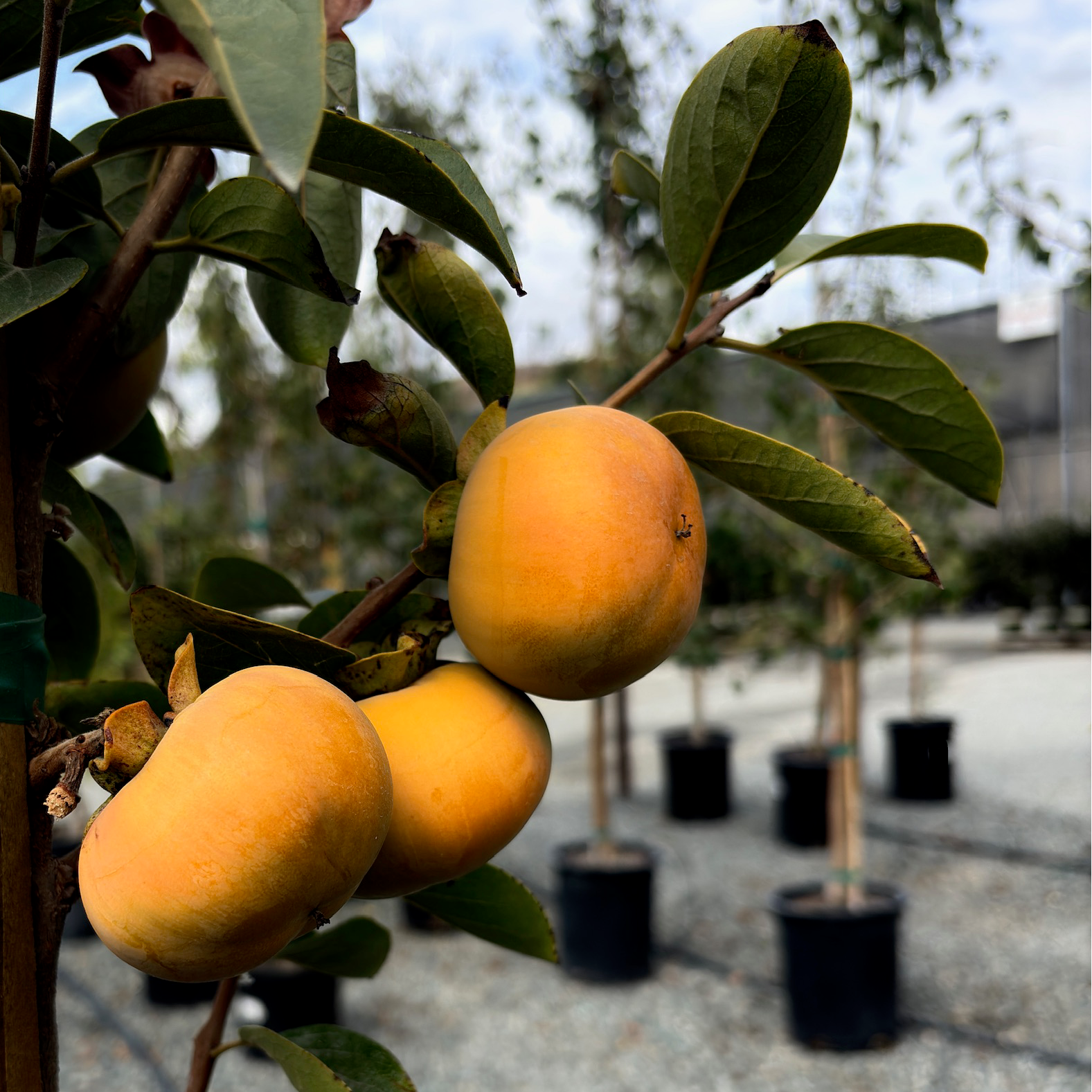 Fuyu Persimmon Tree