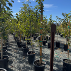 Fuyu Persimmon Tree