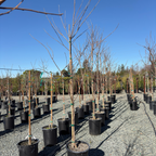 Fuyu Persimmon Tree