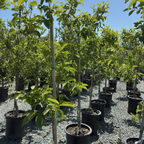 Fuyu Persimmon Tree