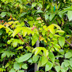 Fwang Tung Star Fruit