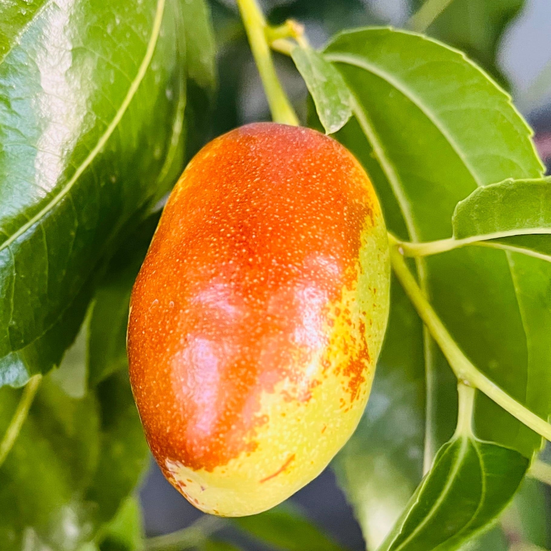 GA866 Jujube