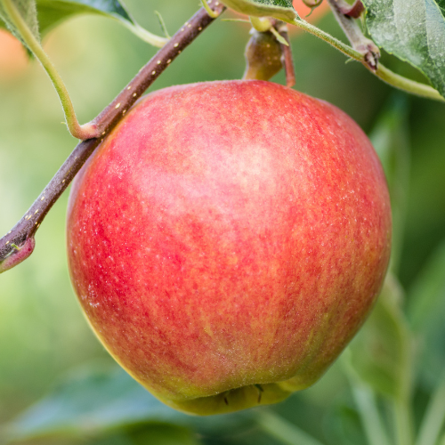 Red Gala Apple on a branch with green leaves