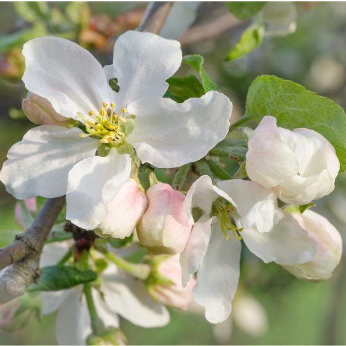 Close-up of  Gala Apple white flowers on a branch with a blurred green background