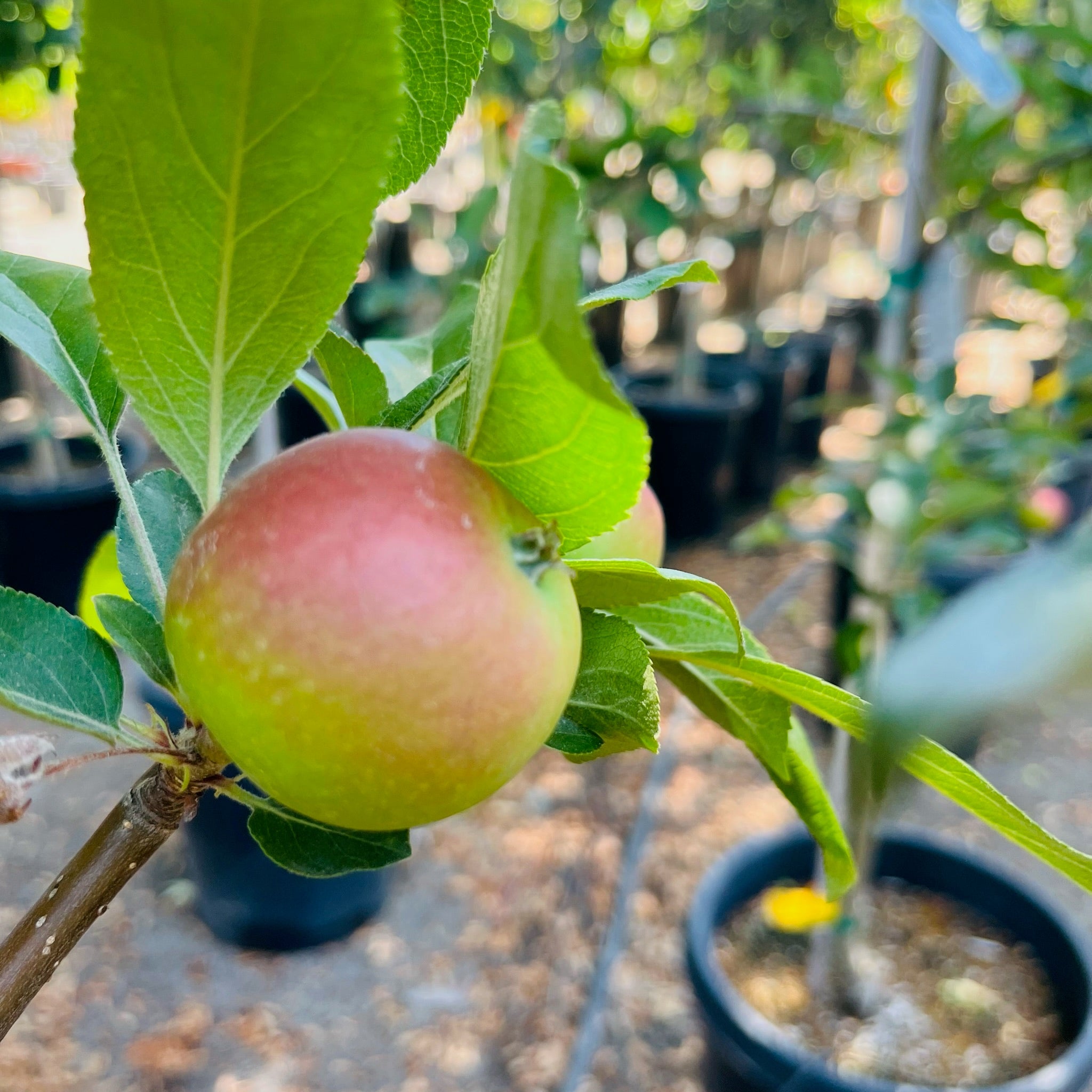 Apple on a  Gala Apple tree branch with blurred pots and plants in the background