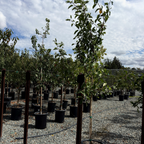 Gala Apple Tree