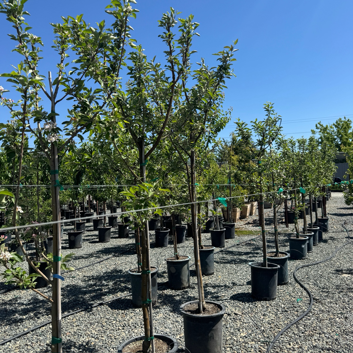 Gala Apple Tree