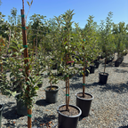 Gala Apple Tree