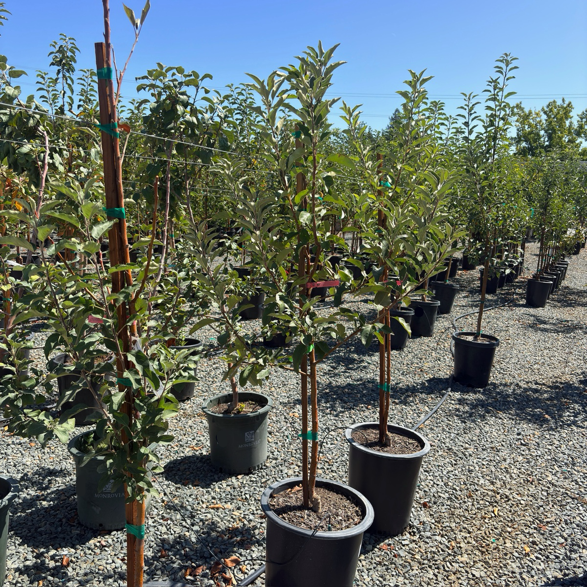 Gala Apple Tree
