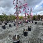 Galaxyl Magnolia