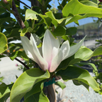 Galaxyl Magnolia