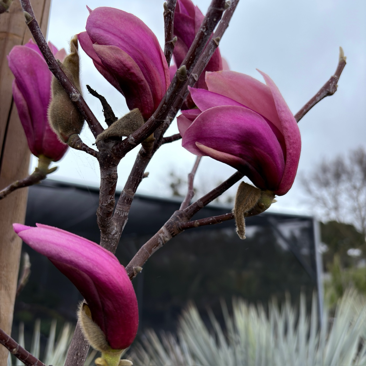 Galaxyl Magnolia