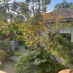 Garden scene with plants and a house in the background