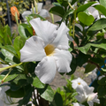 (Garden/Giant ) White 【Sun Parasol®】 Mandevilla