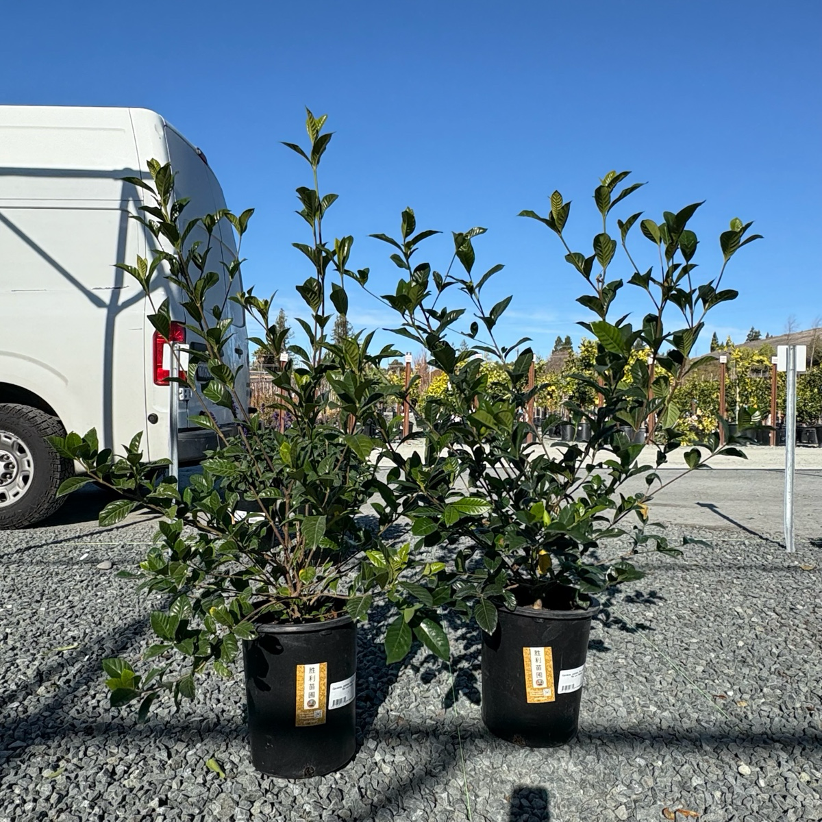 初恋栀子花| 巨型螺旋白花芬芳| 叶片宽大油亮常绿| 喜半阴微酸低维护