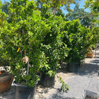 Potted Genie Saucer Magnolia trees in a nursery setting with gravel and other plants in the background