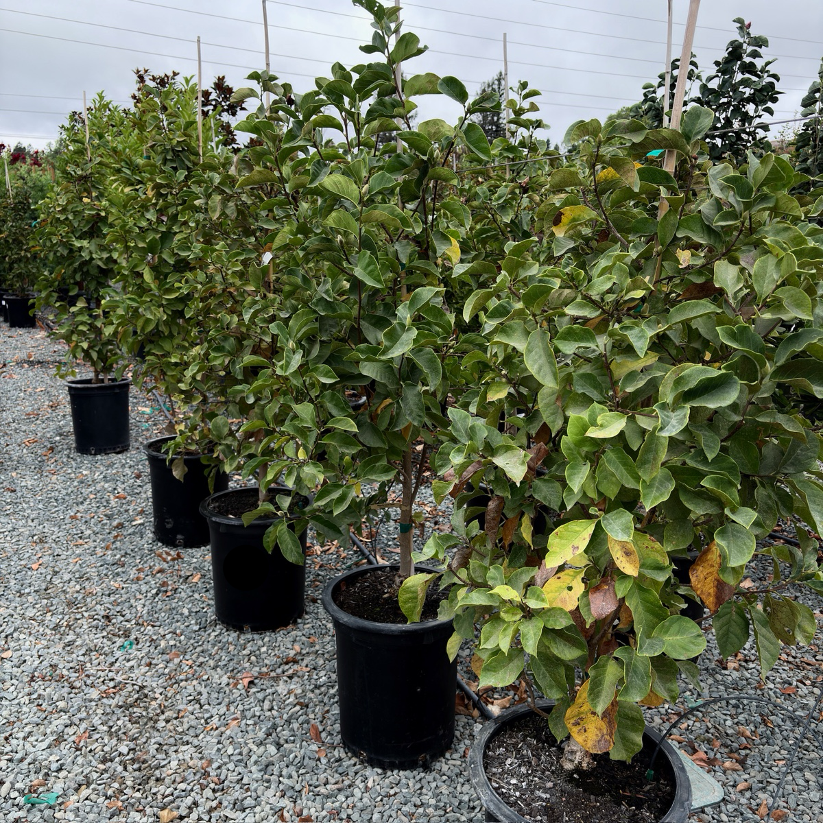 Row of potted Genie Saucer Magnolia trees on a gravel surface with a cloudy sky.