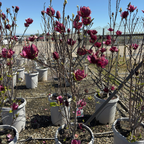 Potted Genie Saucer Magnolia plants with pink flowers in a garden setting