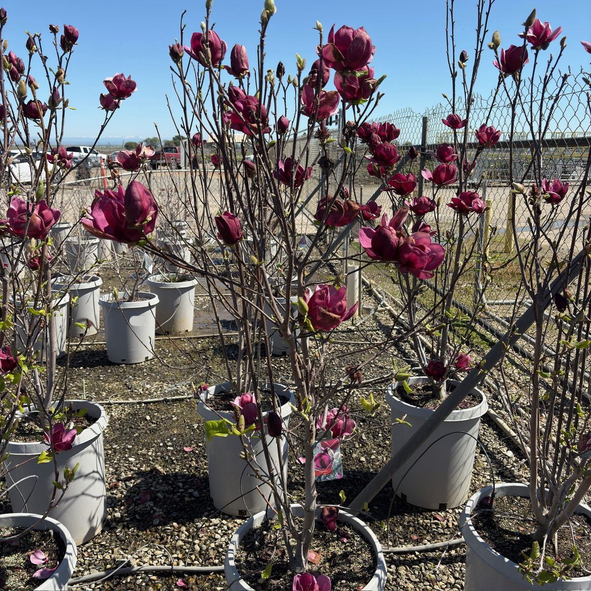 Potted Genie Saucer Magnolia plants with pink flowers in a garden setting