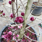 Potted Genie Saucer Magnolia plant with purple flowers on a light gray background