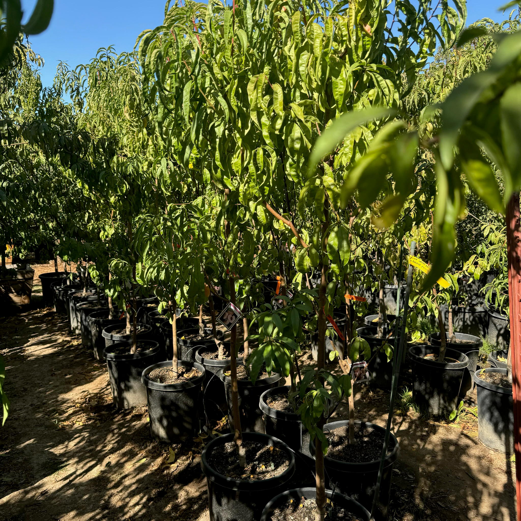 Giant Babcock White Peach