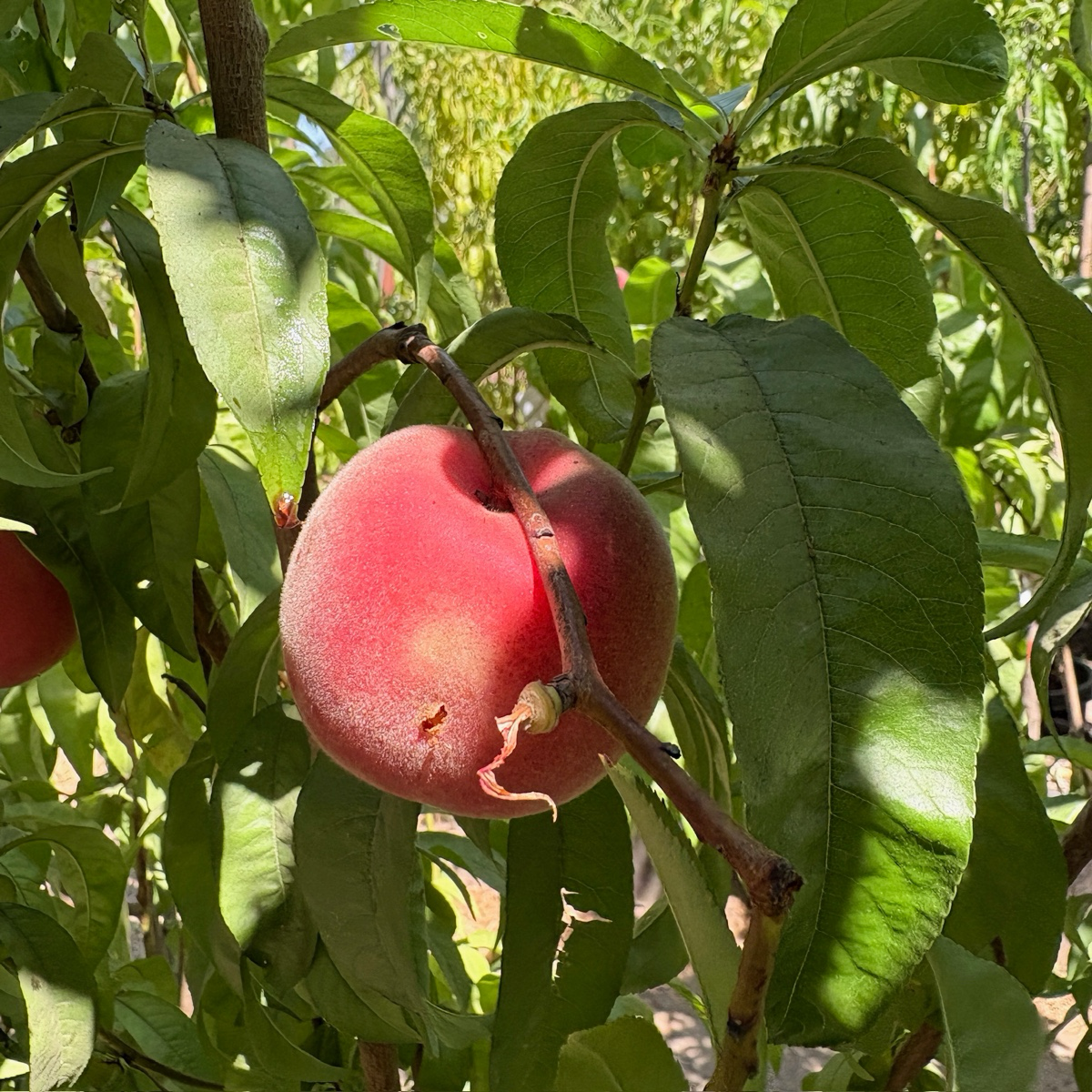 Giant Babcock White Peach