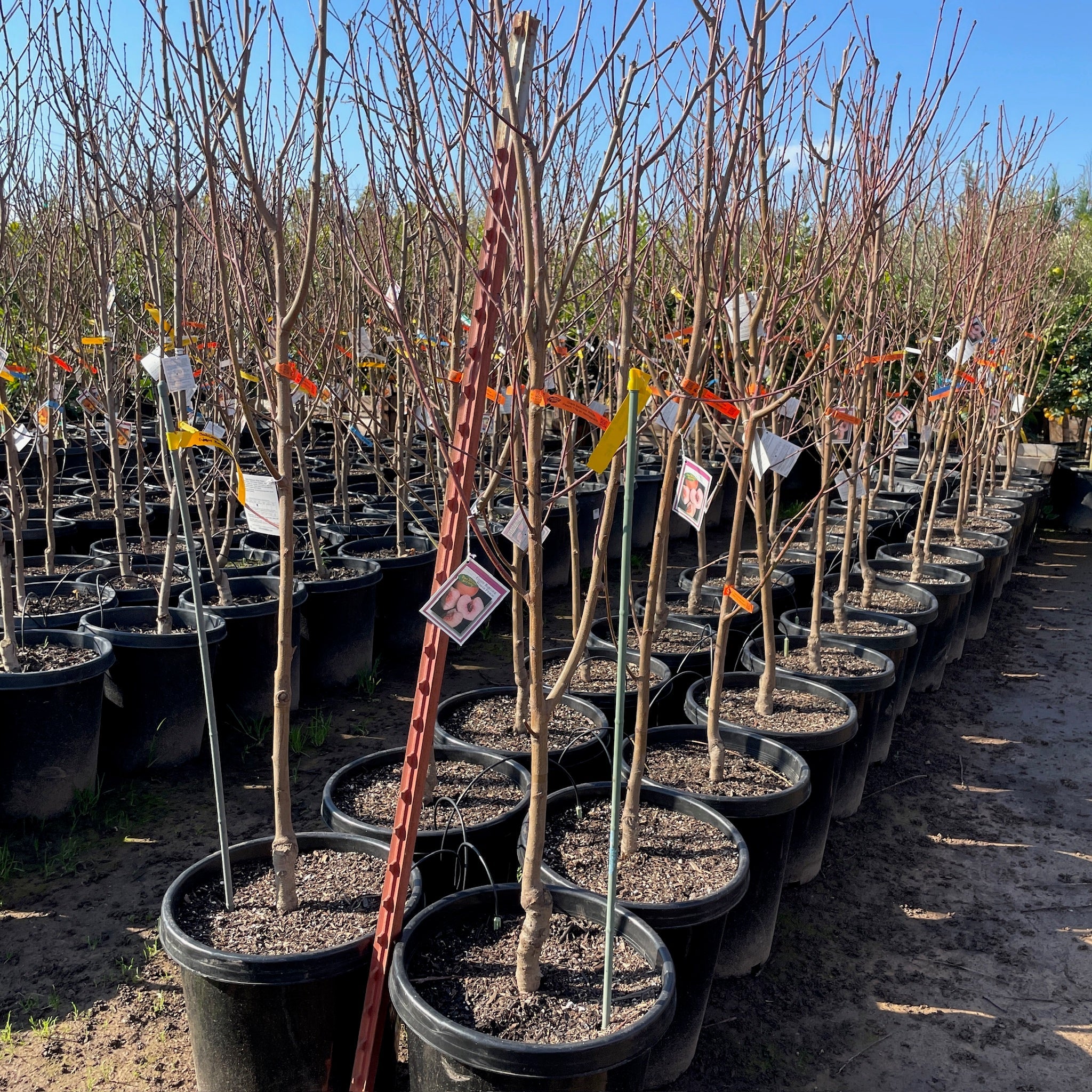 Giant Babcock White Peach