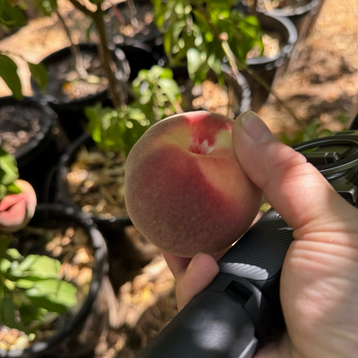 Giant Babcock White Peach