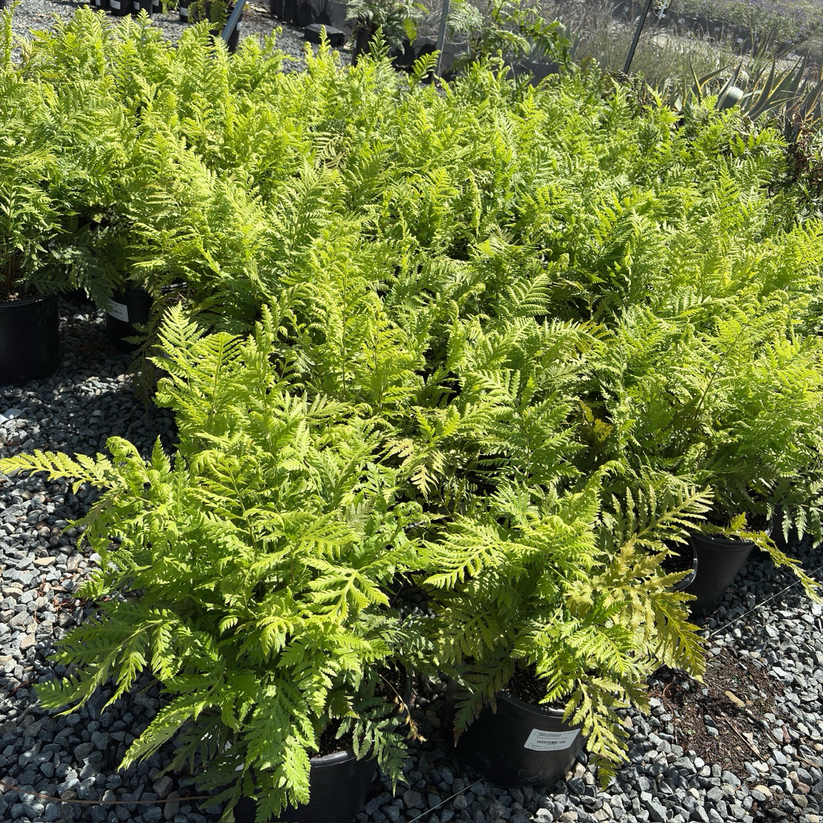 Group of potted Giant Chain Fern plants on a gravel surface