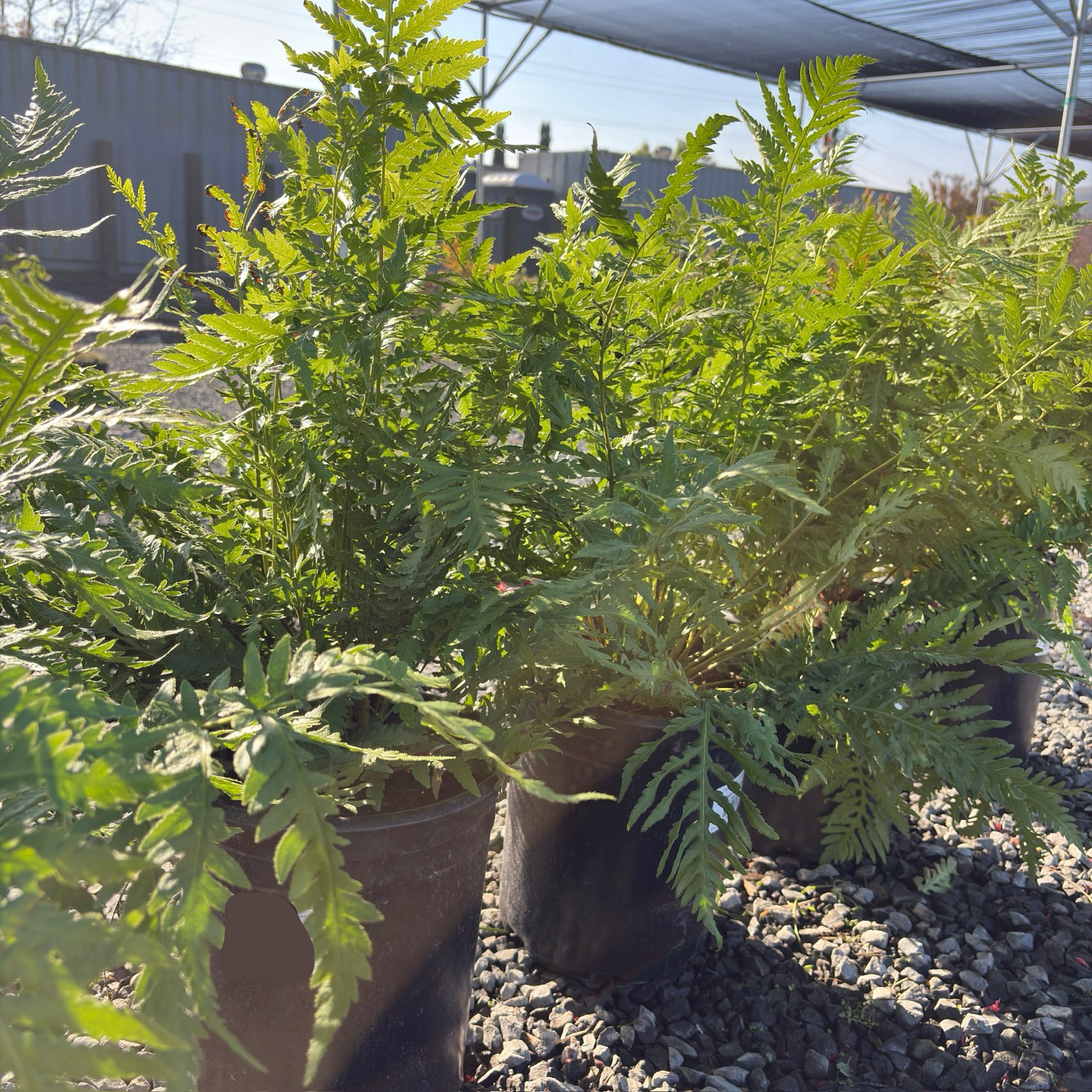 Giant Chain Fern