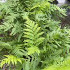 Giant Chain Fern