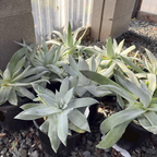 Giant Chalk Dudleya