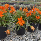 Giant Deep Orange Treasure Flower