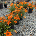 Giant Deep Orange Treasure Flower
