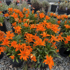 Giant Deep Orange Treasure Flower