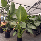 Giant Elephant's Ear