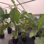 Giant Elephant's Ear