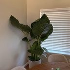 Giant Elephant's Ear