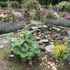 Giant Leopard Plant Garden scene with Giant Leopard Plant, stones, and a small pond.