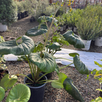 Giant Leopard Plant