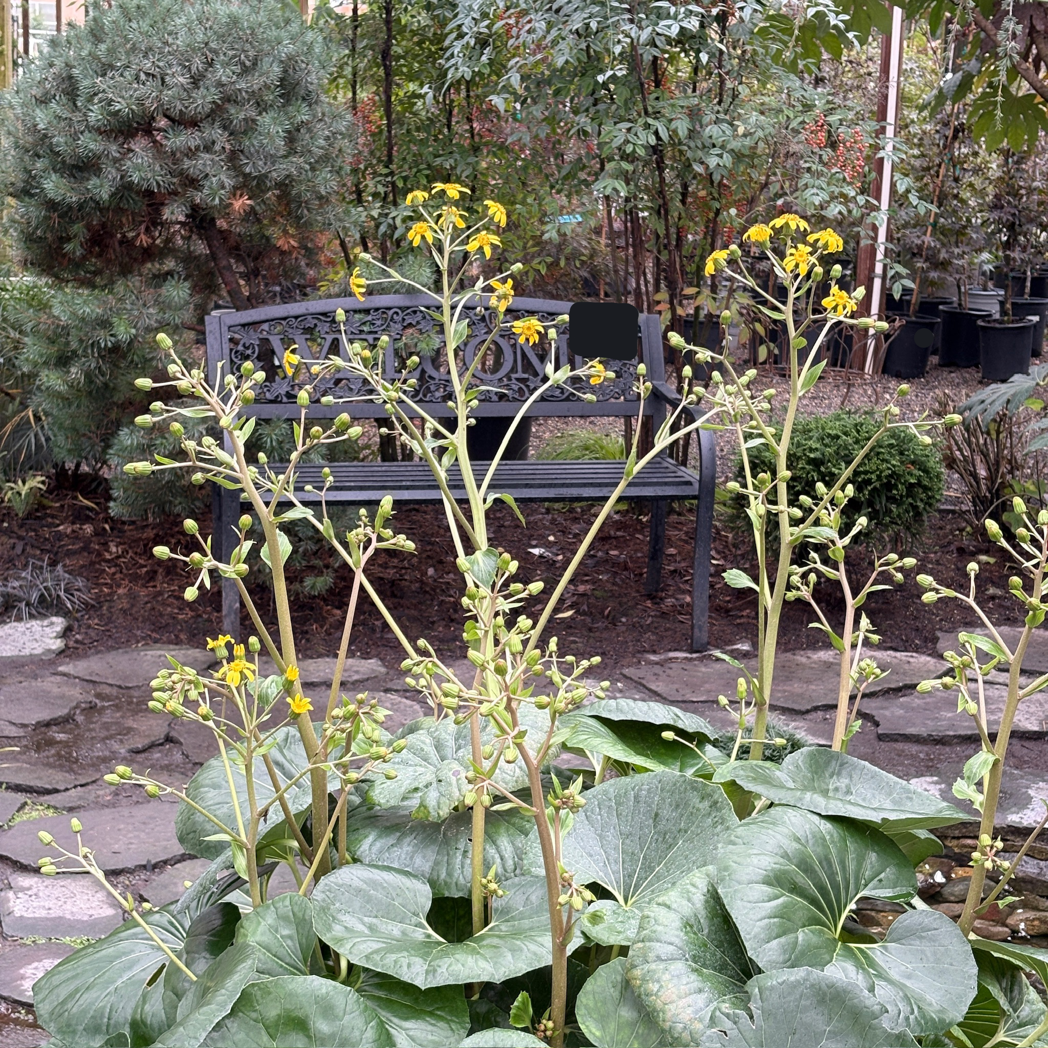 Giant Leopard Plant