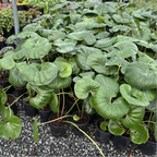 Giant Leopard Plant