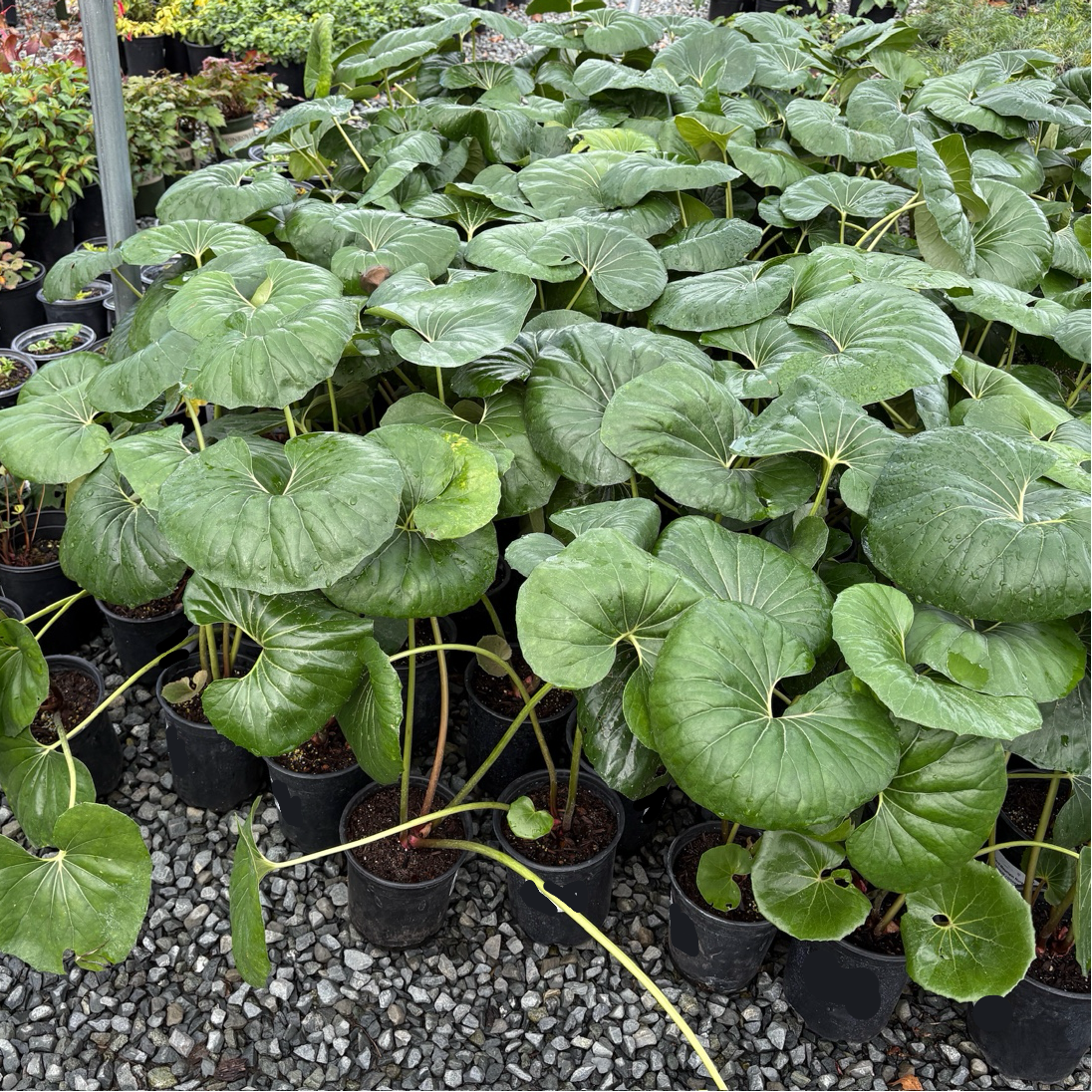 Giant Leopard Plant